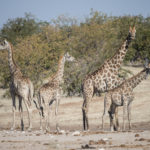 etosha-21-06-10