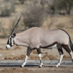 etosha-21-06-11