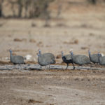 etosha-21-06-12