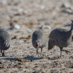 etosha-21-06-13