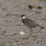 etosha-21-06-15