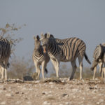 etosha-21-06-19