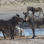 etosha-21-06-2