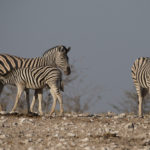 etosha-21-06-21