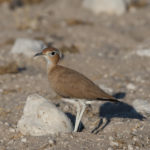 etosha-21-06-24