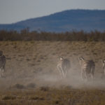 etosha-21-06-25