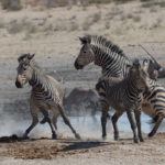 etosha-21-06-3