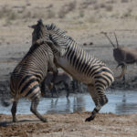 etosha-21-06-4