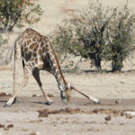 etosha-21-06-6