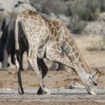 etosha-21-06-8