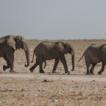 etosha-21-06-9