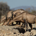 etosha-22-06-13