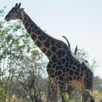 etosha-22-06-15