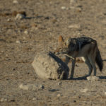 etosha-22-06