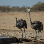 etosha-22-06-16