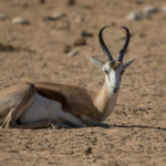 etosha-22-06-18