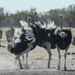 etosha-22-06-19