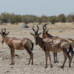 etosha-22-06-20