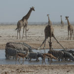 etosha-22-06-22