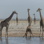 etosha-22-06-26