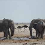 etosha-22-06-29