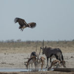 etosha-22-06-30