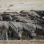 etosha-22-06-32