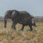 etosha-22-06-34