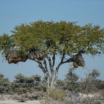 etosha-22-06-36