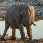 etosha-22-06-37