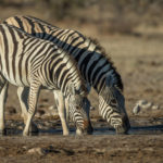 etosha-22-06-4