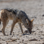 etosha-22-06-40