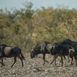 etosha-22-06-5